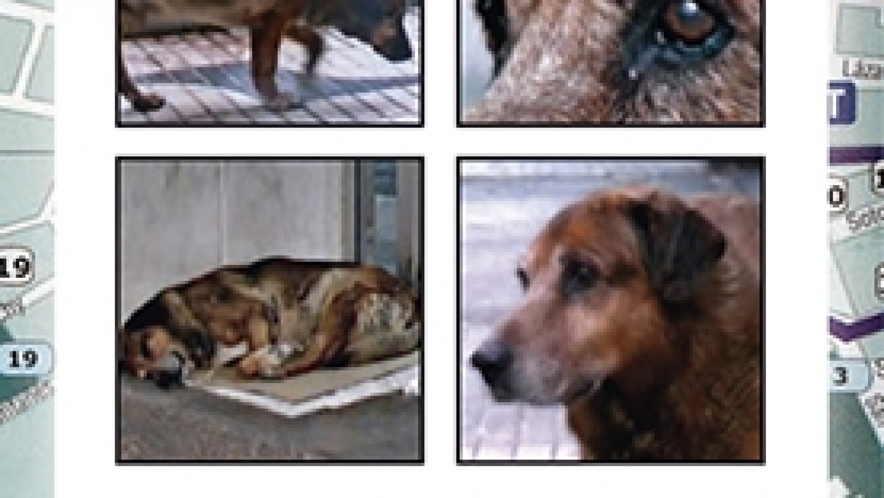 Presentaron el libro «Canelo, el perro que esperó a su dueño durante doce años»